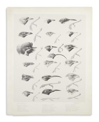 ELLIOT, DANIEL GIRAUD. Group of 8 hand-colored lithographs
